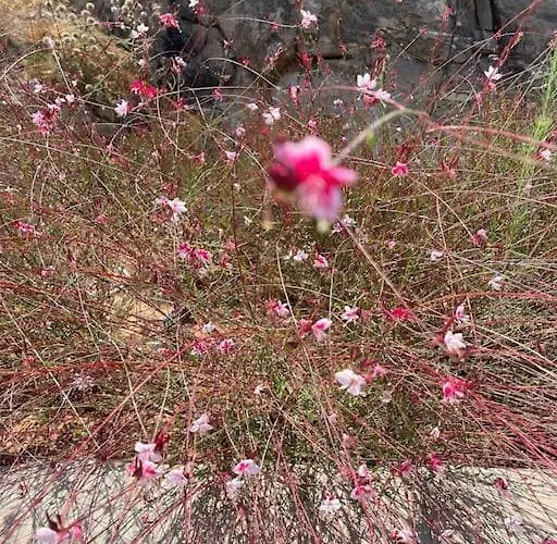 ヴィラ Dream 2, ολόκληρος χώρος με πισίνα パロス島